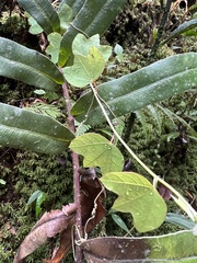 Passiflora lancearia