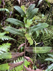 Passiflora lancearia