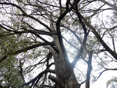 Eucalyptus eugenioides