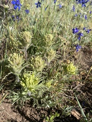 Castilleja pilosa
