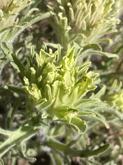 Castilleja pilosa