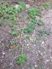 Bogertophis subocularis