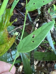 Passiflora nebulosae