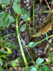 Passiflora nebulosae