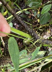 Passiflora nebulosae