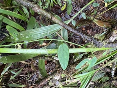 Passiflora nebulosae
