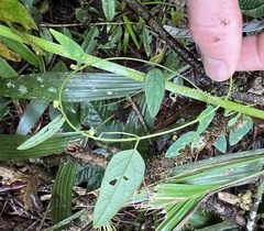 Passiflora nebulosae