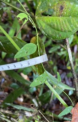 Passiflora nebulosae