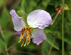 Rhexia mariana mariana