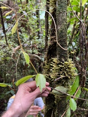 Passiflora lancearia