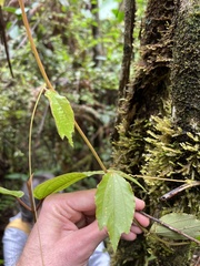 Passiflora lancearia