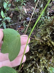Passiflora lancearia