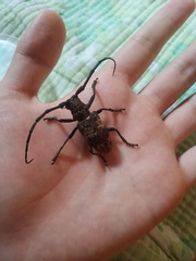 Lamiomimus gottschei