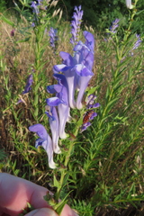 Scutellaria baicalensis