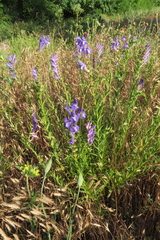 Scutellaria baicalensis