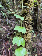 Passiflora lancearia