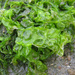 Sea Lettuces - Photo (c) Kristian Peters, some rights reserved (CC BY-NC-SA)