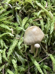 Pseudolaccaria pachyphylla