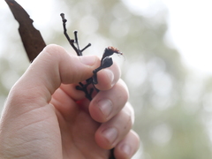 Eucalyptus eugenioides