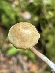 Pseudolaccaria pachyphylla
