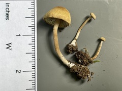 Pseudolaccaria pachyphylla