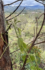 Passiflora auriculata