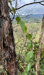 Passiflora auriculata