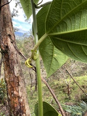 Passiflora auriculata