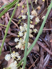 Acacia willdenowiana