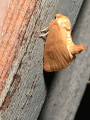 Tortricidia testacea