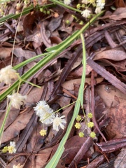 Acacia willdenowiana