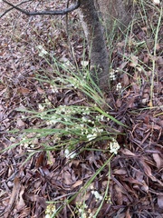 Acacia willdenowiana