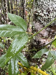 Passiflora tarminiana