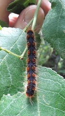 Eriogaster lanestris