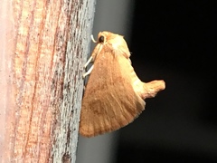 Tortricidia testacea