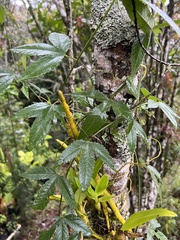 Passiflora tarminiana