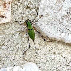 Eupholidoptera leucasi