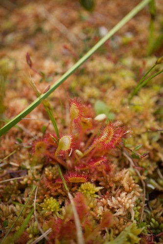 roundleaf sundew (Drosera rotundifolia)