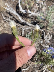 Crepis modocensis modocensis