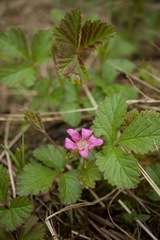 Rubus arcticus