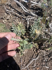 Crepis modocensis modocensis