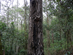 Eucalyptus paniculata