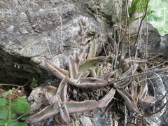 Thompsonella minutiflora