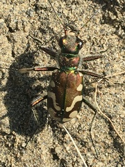 Cicindela decemnotata