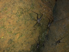 Euhadenoecus puteanus