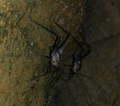 Euhadenoecus puteanus