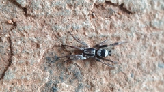 Poecilochroa
