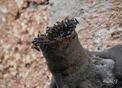 Lestrimelitta niitkib