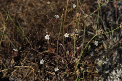 Ivesia santolinoides