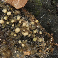 Heteropora pacifica